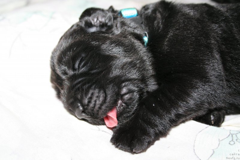 Фото: ньюфаундленд Черная Мафия Шот ин тхе Дарк (Chernaya Mafia Shot in the Dark)