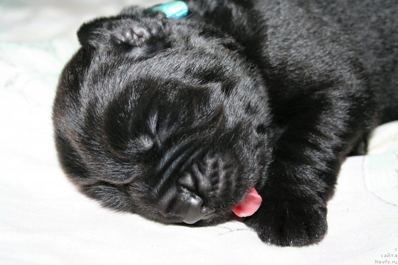 Фото: ньюфаундленд Черная Мафия Шот ин тхе Дарк (Chernaya Mafia Shot in the Dark)