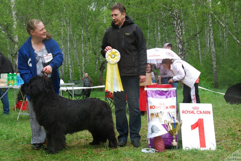 Фото: ньюфаундленд Марфа для Тихого Омута из Племени Кедра (Marfa Dlja Tihogo Omuta iz Plemeni Kedra)