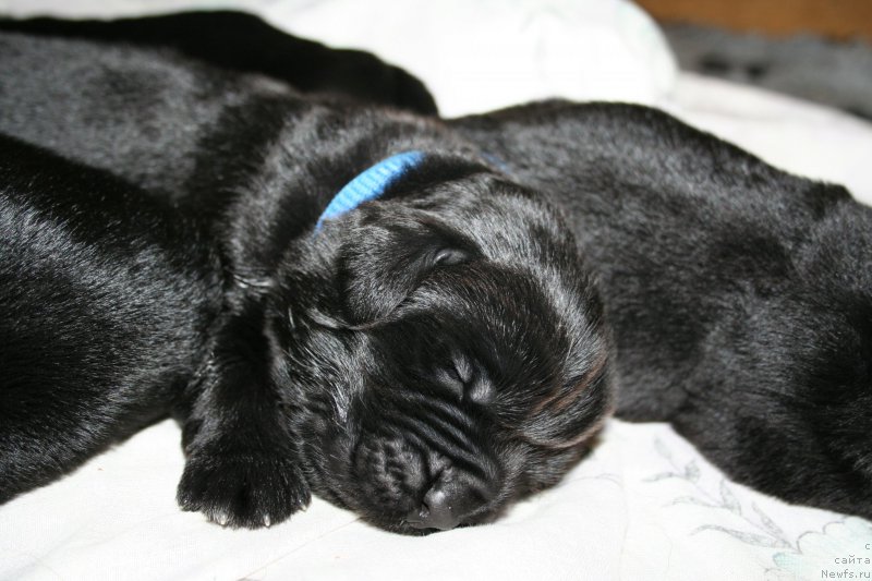 Фото: ньюфаундленд Черная Мафия Шаке анд Плау (Chernaya Mafia Shake and Play)