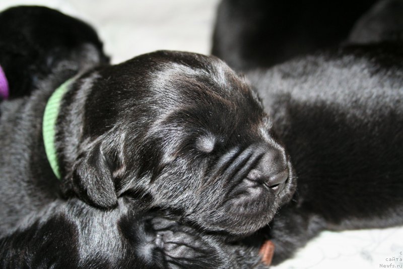 Фото: ньюфаундленд Черная Мафия Шапе оф му Хеарт (Chernaya Mafia Shape of my Heart)