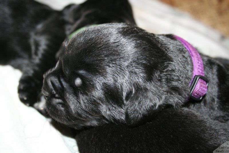 Фото: ньюфаундленд Черная Мафия Шродингер Тхеору (Chernaya Mafia Shrodinger Theory)