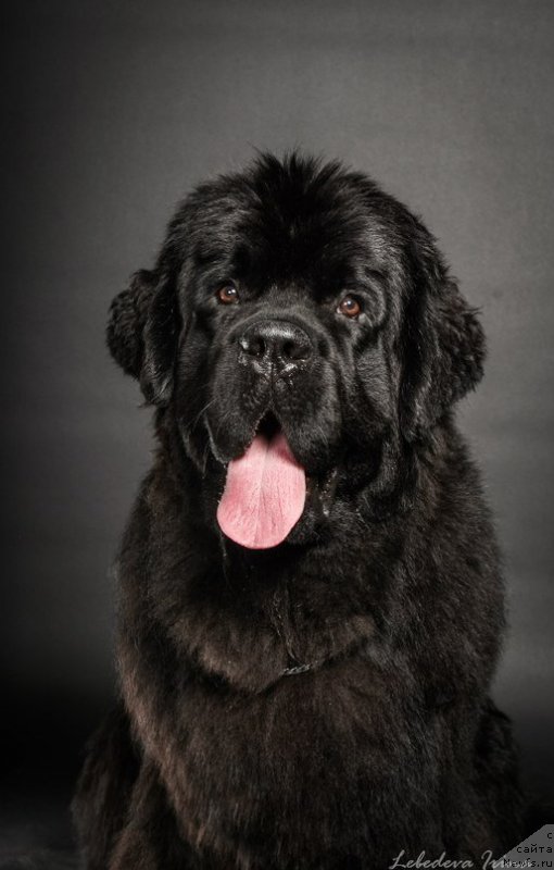 Фото: ньюфаундленд Черная Мафия Муст Хаве (Chernaya Mafia Must Have)