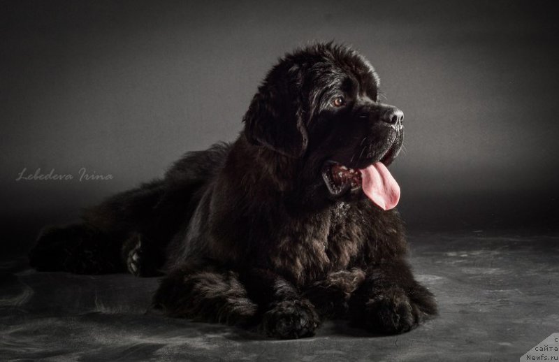 Фото: ньюфаундленд Черная Мафия Муст Хаве (Chernaya Mafia Must Have)