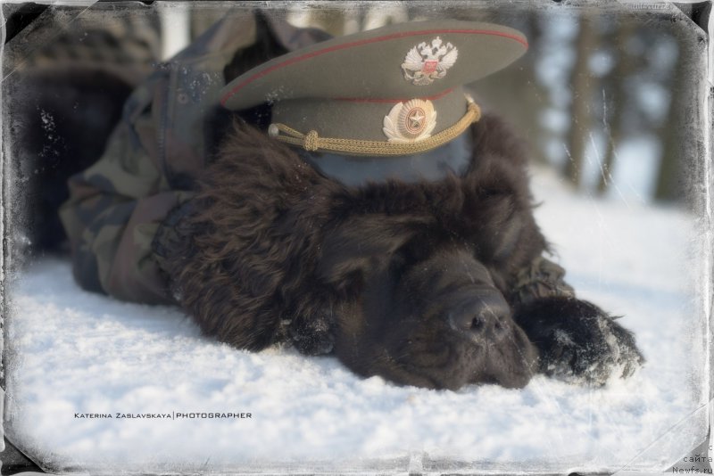 Фото: ньюфаундленд Смигар Ливерпульский Четвертак (Smigar Liverpulsiy Chetvertak)