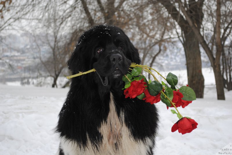 Фото: ньюфаундленд Плюшевая Панда Ферреро Ронд Нуар (Plushevaya Panda Ferrero Rond Noir)