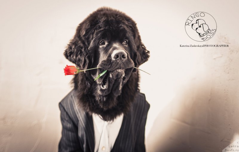 Фото: ньюфаундленд Смигар Ливерпульский Четвертак (Smigar Liverpulsiy Chetvertak)