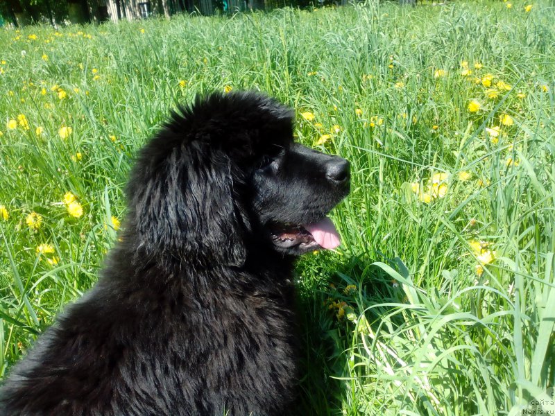 Фотография № 155261