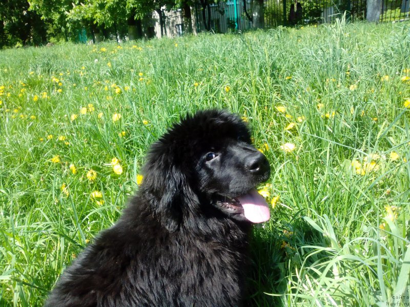 Фотография № 155262