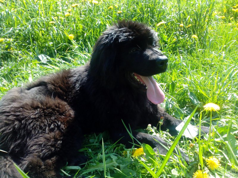 Фотография № 155263