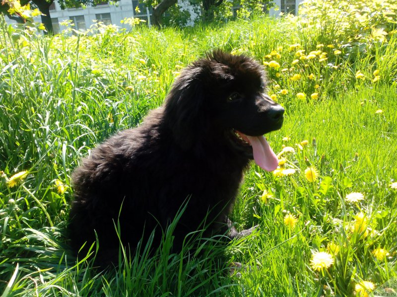 Фотография № 155264