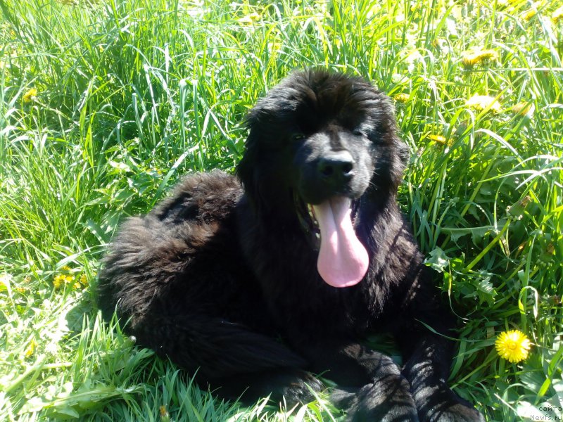 Фотография № 155266