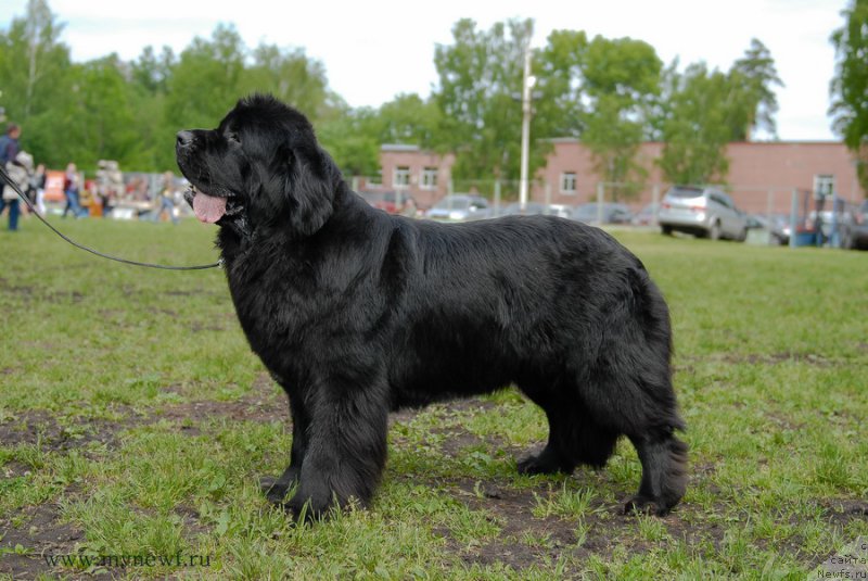 Фото: ньюфаундленд Топтыжка Галатея Морская Нереида (Toptyzhka Galatea Morskaya Nereida)
