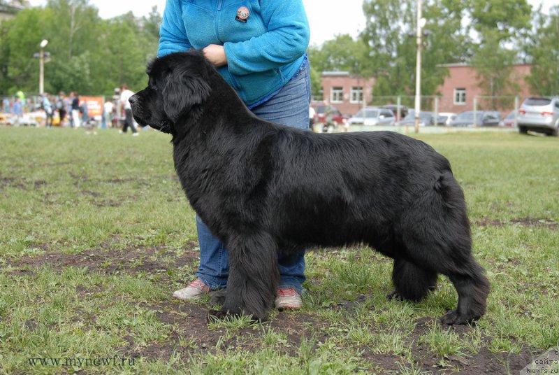 Фото: ньюфаундленд Топтыжка Галатея Морская Нереида (Toptyzhka Galatea Morskaya Nereida)
