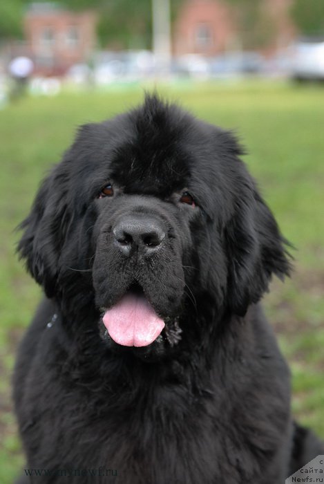 Фото: ньюфаундленд Топтыжка Галатея Морская Нереида (Toptyzhka Galatea Morskaya Nereida)