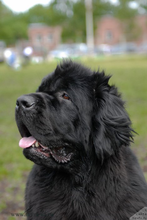 Фото: ньюфаундленд Топтыжка Галатея Морская Нереида (Toptyzhka Galatea Morskaya Nereida)