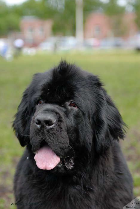 Фото: ньюфаундленд Топтыжка Галатея Морская Нереида (Toptyzhka Galatea Morskaya Nereida)