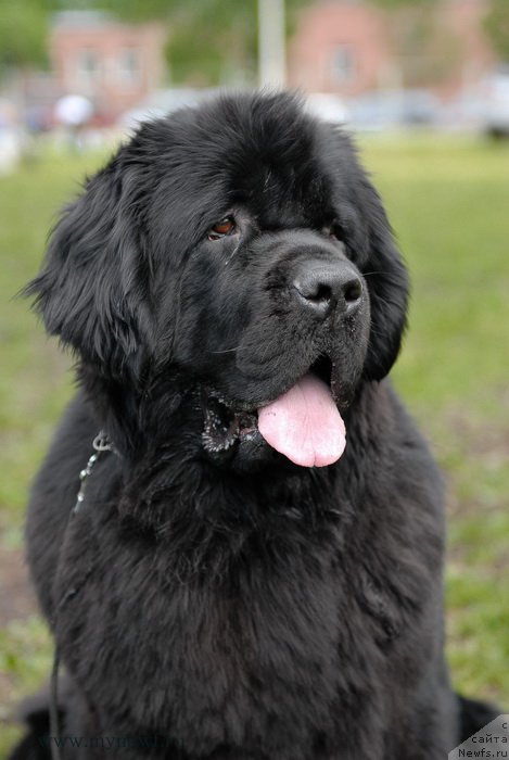 Фото: ньюфаундленд Топтыжка Галатея Морская Нереида (Toptyzhka Galatea Morskaya Nereida)