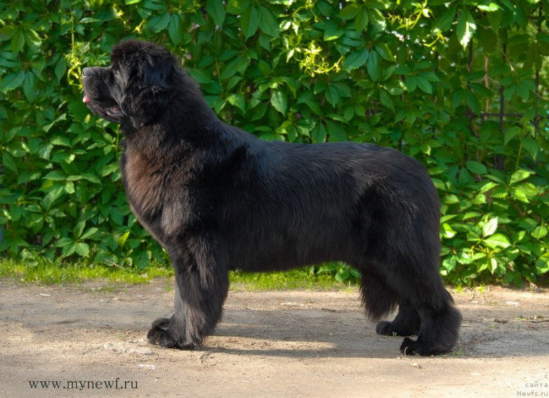 Фотография № 155283