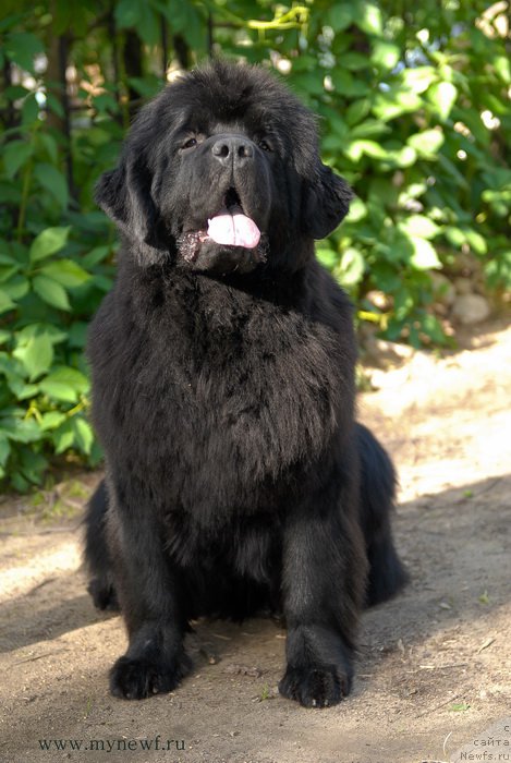 Фото: ньюфаундленд Сент Джонс Бекоз Ай Лове Ю