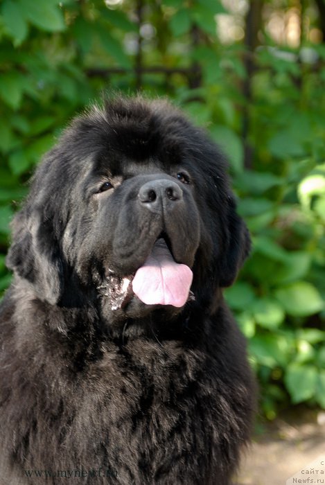 Фото: ньюфаундленд Сент Джонс Бекоз Ай Лове Ю