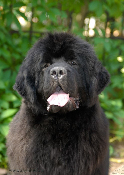 Фото: ньюфаундленд Сент Джонс Бекоз Ай Лове Ю