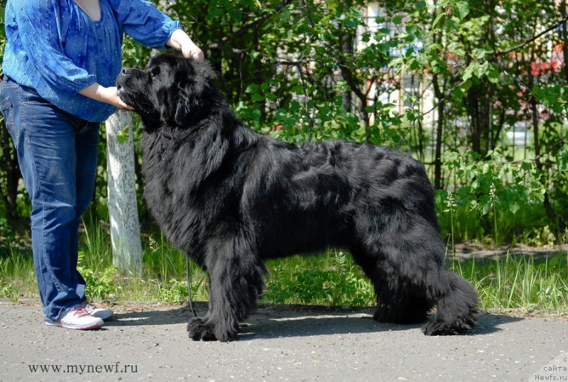 Фото: ньюфаундленд Сент Джонс Арктик Сунрисе