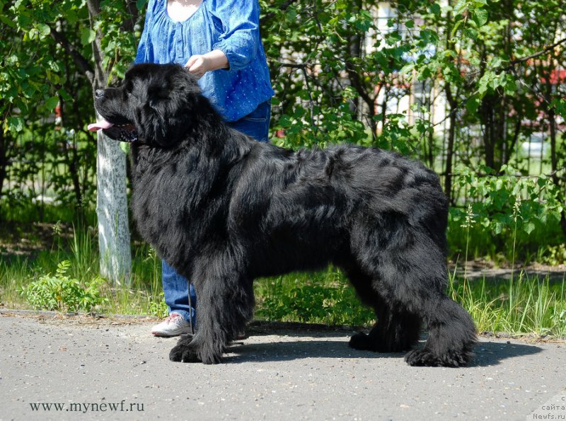 Фото: ньюфаундленд Сент Джонс Арктик Сунрисе