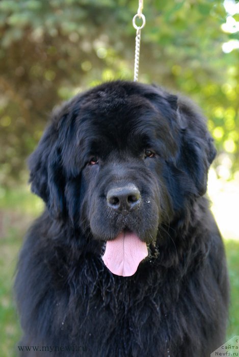 Фотография № 155310