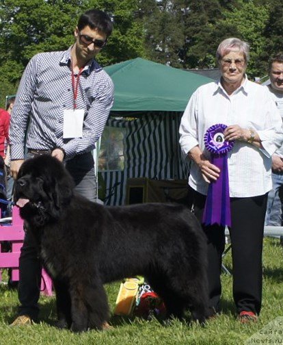 Фото: ньюфаундленд Смигар Лав Стори (Smigar Love Story)