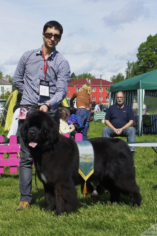 Фото: ньюфаундленд Смигар Лав Стори (Smigar Love Story)