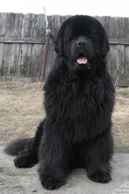 Фото: ньюфаундленд Данс Мемори Фьюджан Риф