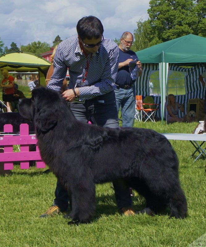 Фото: ньюфаундленд Акватория Келвин Флэш Ройал (Aquatoriya Kelvin Flash Royal)