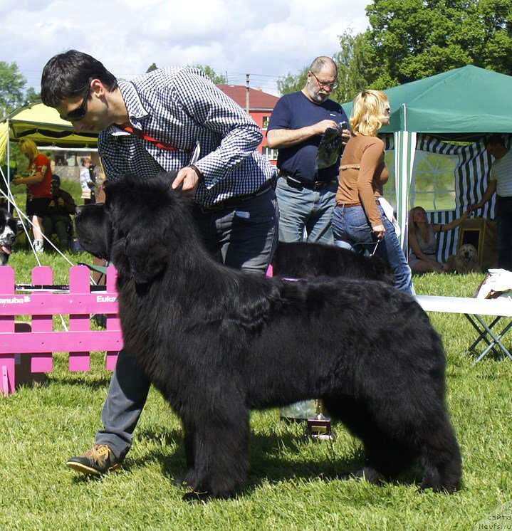 Фото: ньюфаундленд Акватория Келвин Флэш Ройал (Aquatoriya Kelvin Flash Royal)