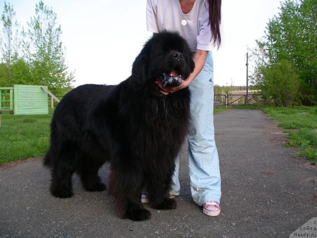 Фото: ньюфаундленд Данс Мемори Фьюджан Риф