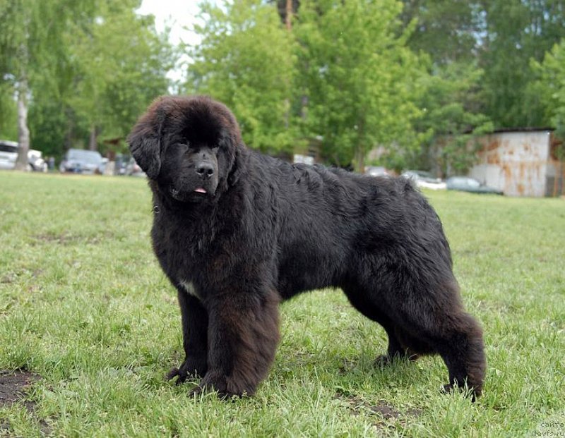 Фотография № 155342