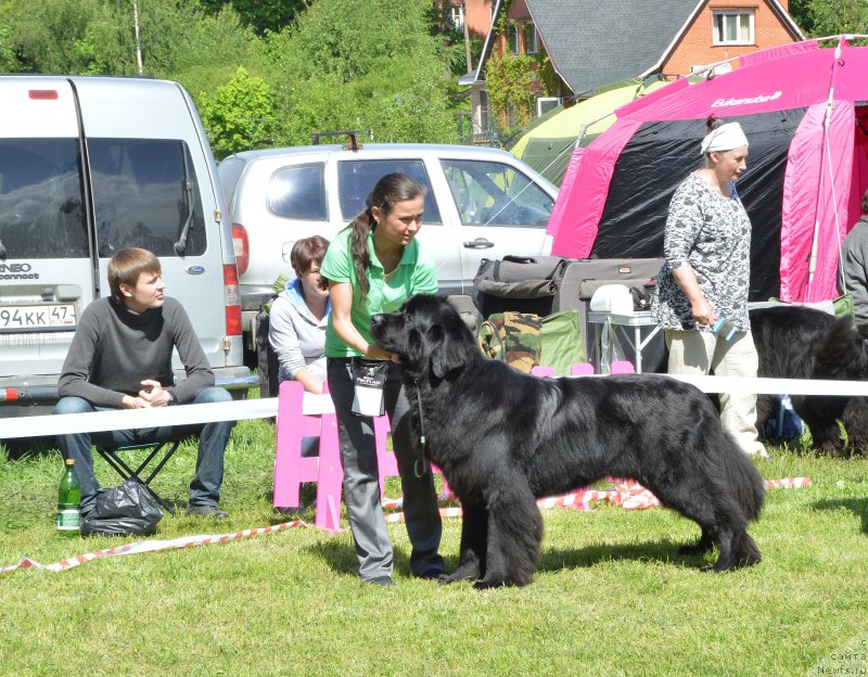 Фото: ньюфаундленд Бегущая по Волнам Шаман (Beguschaya po Volnam Shaman)