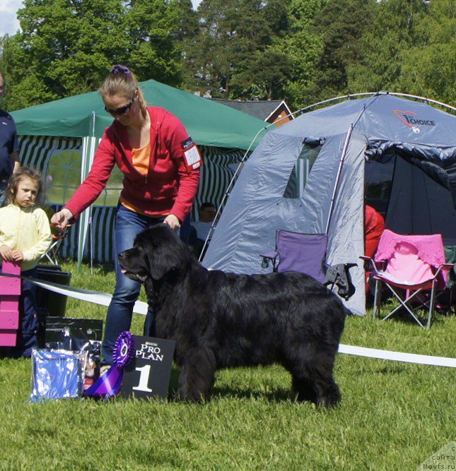 Фото: ньюфаундленд Смигар Жезелла де ля Розе