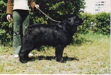 Фото: ньюфаундленд Юма Южная Ночь