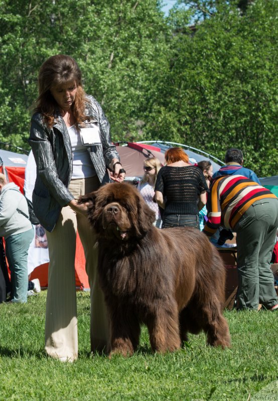 Фото: ньюфаундленд Акватория Келвин Ройал Тедди Беар (Aquatoriya Kelvin Royal Teddy Bear)