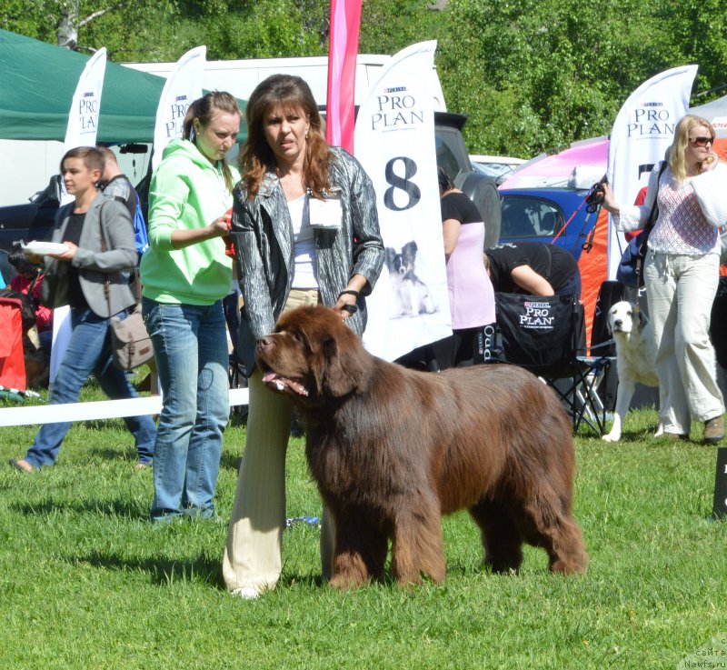 Фото: ньюфаундленд Акватория Келвин Ройал Тедди Беар (Aquatoriya Kelvin Royal Teddy Bear)