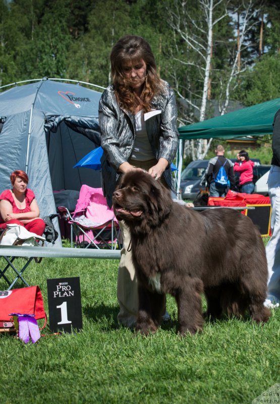 Фото: ньюфаундленд Акватория Келвин Хизер Хани (Aquatoriya Kelvin Heather Honey)