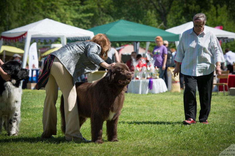 Фото: ньюфаундленд Акватория Келвин Хизер Хани (Aquatoriya Kelvin Heather Honey)