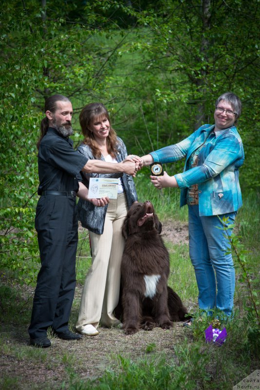 Фото: ньюфаундленд Акватория Келвин Хизер Хани (Aquatoriya Kelvin Heather Honey), Александр Жаков, Юлиана Никифорова, Екатерина Бенкен