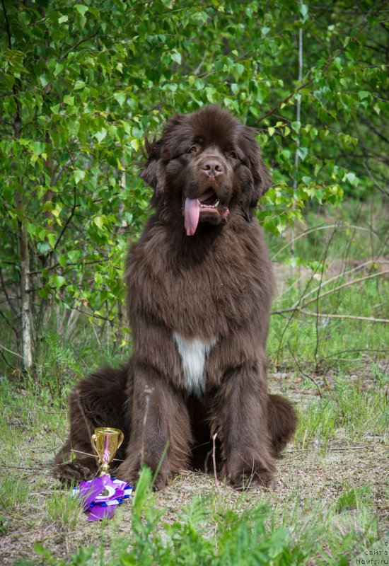 Фото: ньюфаундленд Акватория Келвин Хизер Хани (Aquatoriya Kelvin Heather Honey)