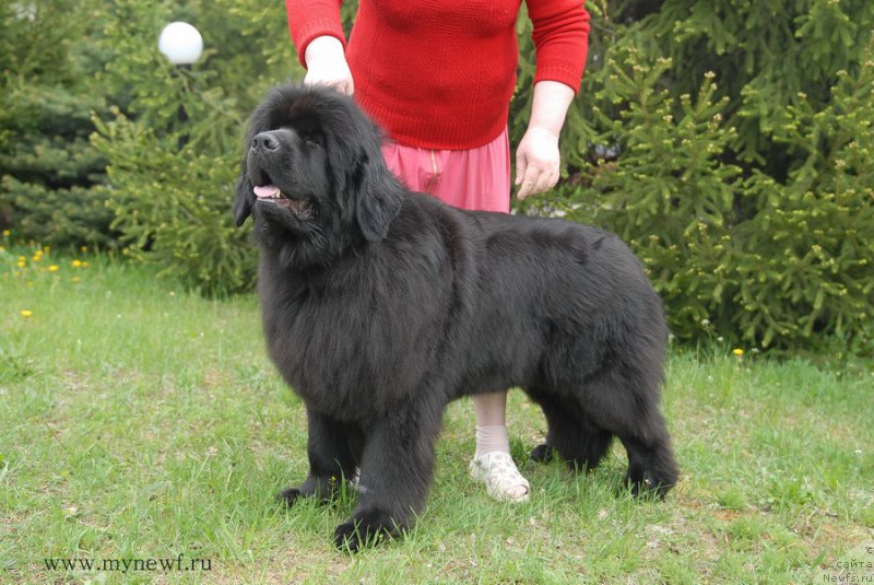 Фото: ньюфаундленд Лунная Соната Для Елены Гранд Бэби