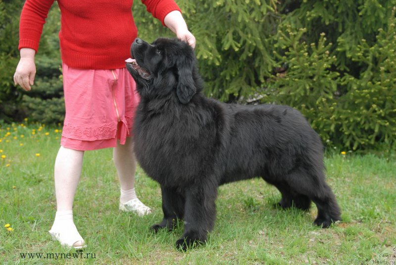 Фото: ньюфаундленд Лунная Соната Для Елены Гранд Бэби