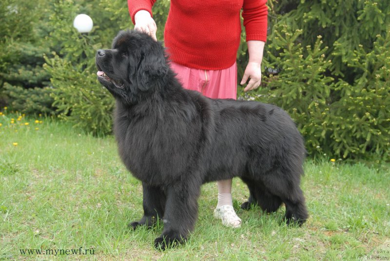 Фото: ньюфаундленд Лунная Соната Для Елены Гранд Бэби
