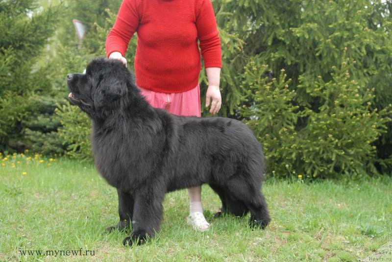 Фото: ньюфаундленд Лунная Соната Для Елены Гранд Бэби