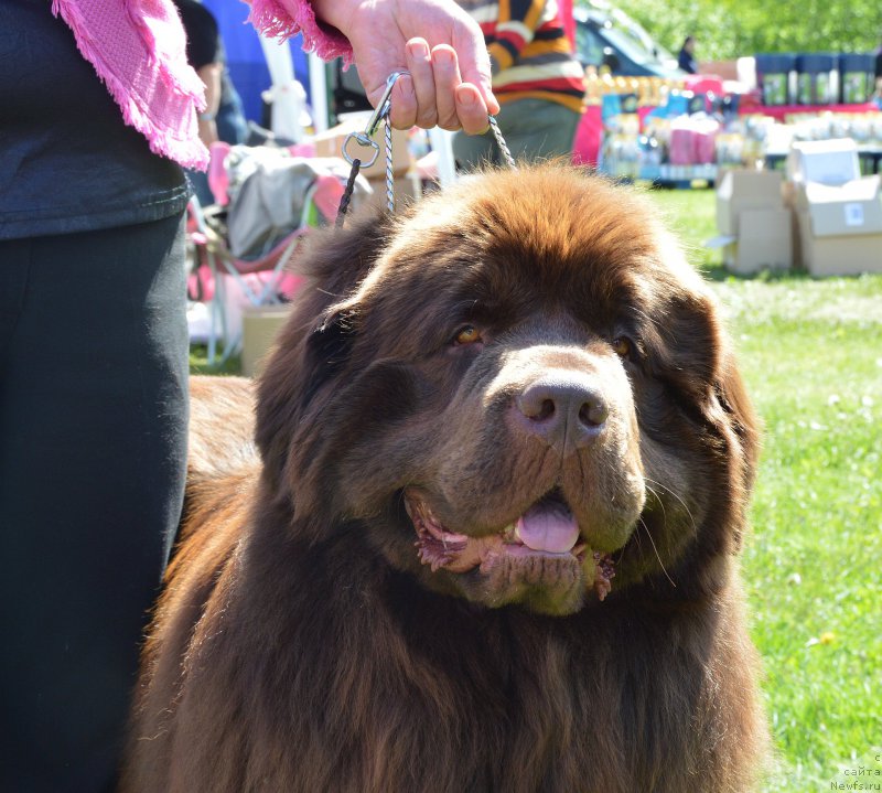 Фото: ньюфаундленд Vaskipuron Hercules Hirmuinen